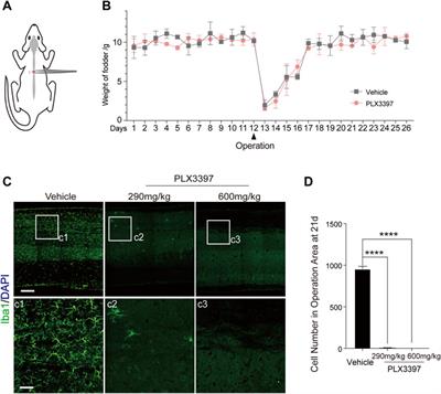 Continual Deletion of Spinal Microglia Reforms Astrocyte Scar Favoring Axonal Regeneration